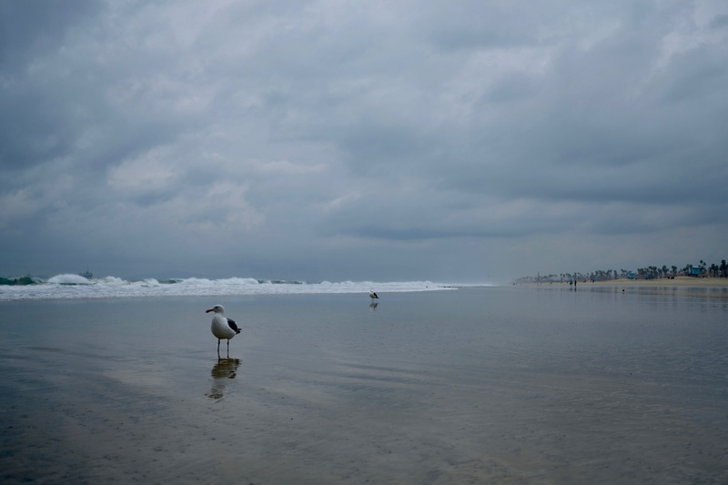 crane bird, nature, seagull, flying, horizon over water, vertebrate, sea, egret, cloud - sky, ocean, bird, sky, animal themes, animal, 5K, tranquil scene