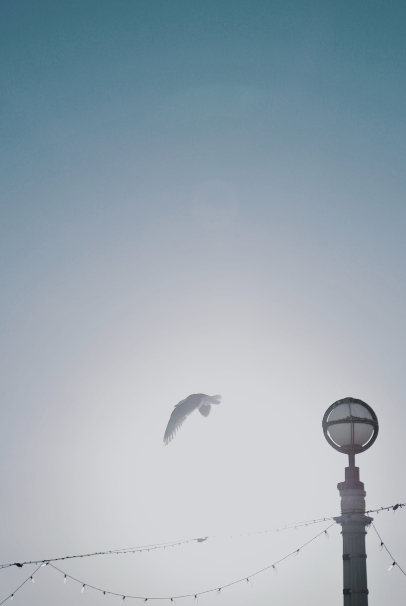 kite bird, copy space, day, dove, heron, pigeon, mid-air, animal, 2K, no people, animal themes, low angle view, weather, vertebrate, fog, ardeidae, seagull