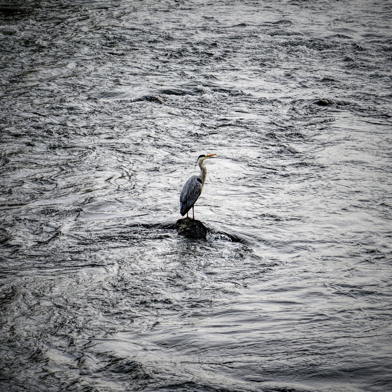 day, water, waterfront, ardeidae, animal themes, river, 2K, crane bird, water bird, outdoors, reiher, germany, beak, heron, animal wildlife, perching
