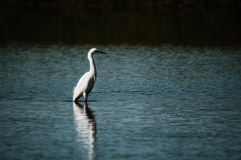 led, lighting, nature, crane bird, waterfront, plywood, spotlight, animals in the wild, no people, swan, waterfowl, anthus, white, lake, torii, water, one animal
