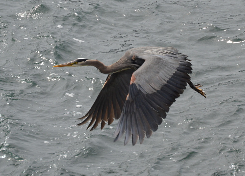 motion, animal themes, united states, anacortes, water bird, flying, one animal, 4K, nature, anhinga, water, no people, animal wing, stork, ardeidae, eating
