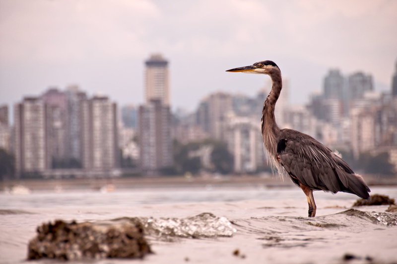 focus on foreground, no people, office building exterior, water, architecture, 2K, animal, bird, ardeidae, sky, brown, cityscape, building exterior, waterfowl