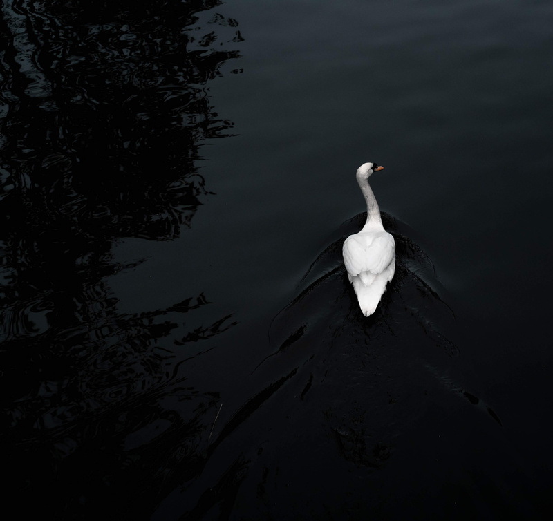 stork, tree, no people, animal neck, plant, reflection, amsterdan, ripple, day, contrast, animal, river, waterfowl, lake, swan, water, animal themes, ardeidae