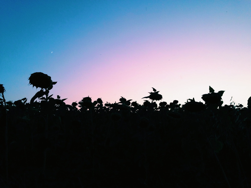 trees, blue, daytime, bird, people, clear sky, black, sunflower, vulture, crane bird, waterfowl, sunset, 2K, rainbow, bulgaria, moon, kyustendil, tree