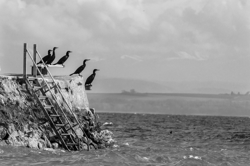 platform, ship, animal wildlife, animals in the wild, birds, crane bird, scenics - nature, waterfowl, day, cormorant, several, no people, animal, promontory