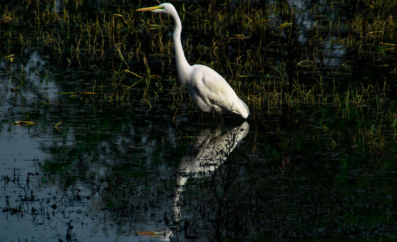 lake, crane bird, egret, nature, beak, outdoors, stork, animal themes, white color, day, water, reflection, bharatpur, water bird, anthus, vertebrate, white