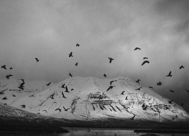 day, animal, flying, seagull, ardeidae, waterfowl, no people, sky, large group of animals, animal themes, group of animals, swallow, vertebrate, animals in the wild