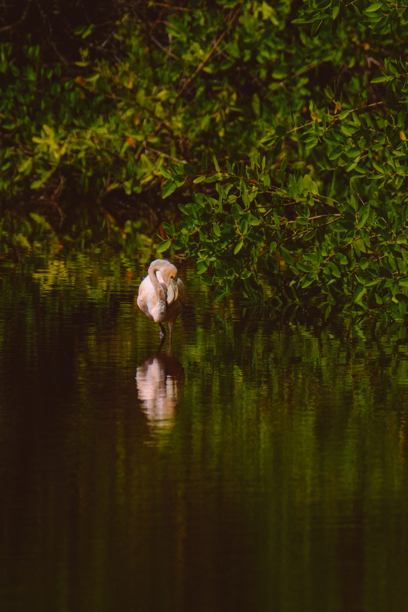 growth, day, crane bird, swamp, water, waterfront, animals in the wild, 5K, waterfowl, egret, animal wildlife, lake, anhinga, beauty in nature, heron
