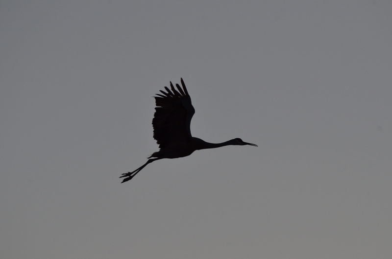 heron, silhouette, one animal, wings, fly, stork, black swan, bird, copy space, crane, animal themes, eagle, animals in the wild, spread wings, low angle view