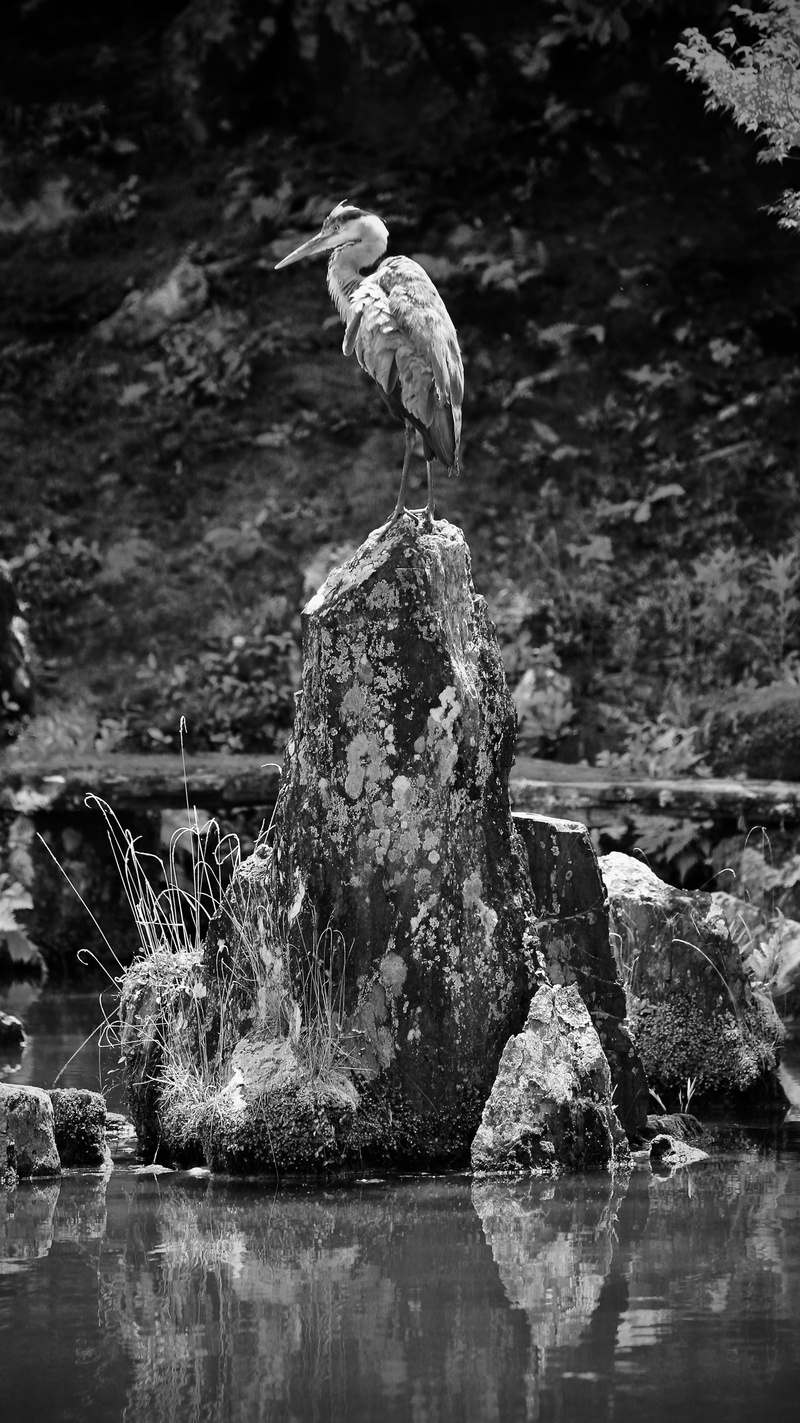 ardeidae, nature, lake, rock, animal wildlife, blossom, animal themes, 5K, vertebrate, water, anthus, photo, pond lily, waterfront, animal, seagull, plant