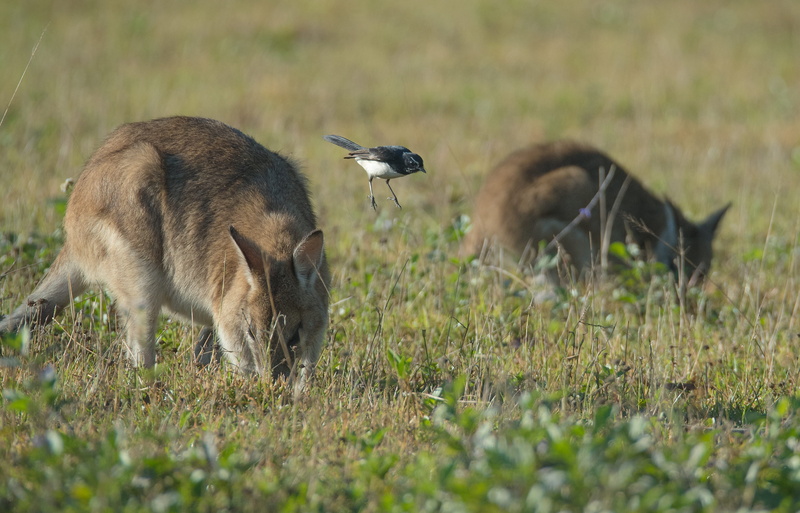domestic animals, australia, flycatcher, outdoors, animal, coyote, group of animals, feed, no people, feeding, black, 2K, waterfowl, kangaroos, white rock