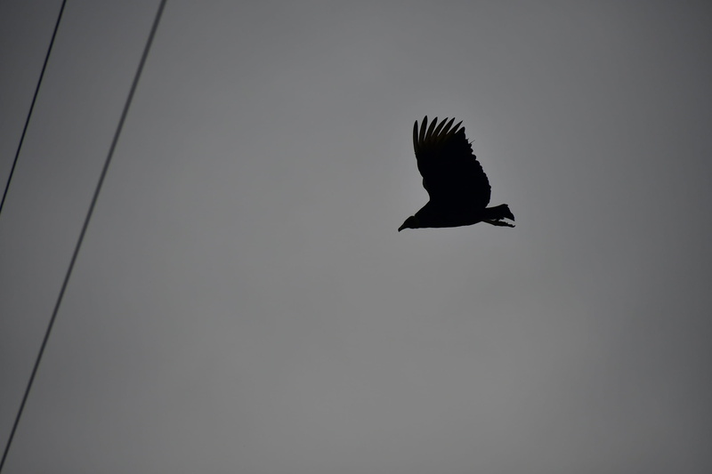 vulture, blackbird, clear sky, sky, lamp post, animal, bird, agelaius, 2K, nature, condor, outdoors, gray, copy space, egret, no people, silhouette, flying