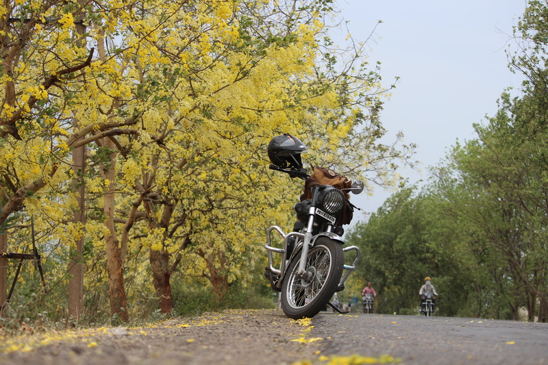 day, yellow, one person, transportation, road, flower leaf branch, patiala, bike, autumn, spring, change, beauty in nature, lifestyles, land vehicle, 5K