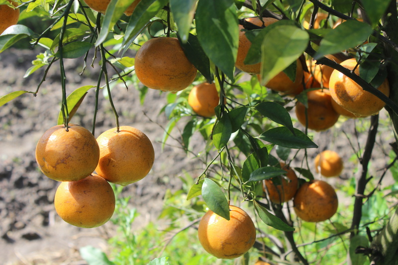 nature, food and drink, citrus fruit, outdoors, 5K, tree, wellbeing, orange color, close-up, juice, ripe, patiala, growth, no people, green, plant part