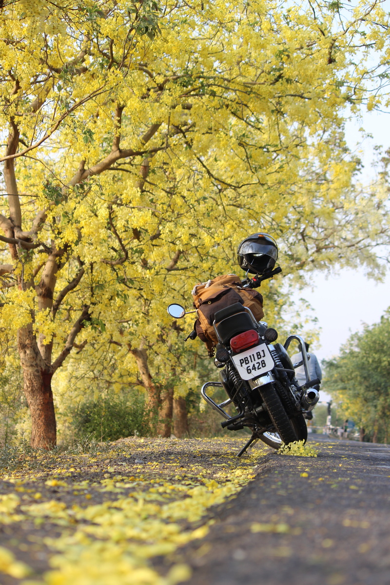 transportation, motorcycle, one person, blossom, bullet, autumn, rear view, plant, riding, outdoors, nature, day, leafs, tree, land vehicle, growth, 5K