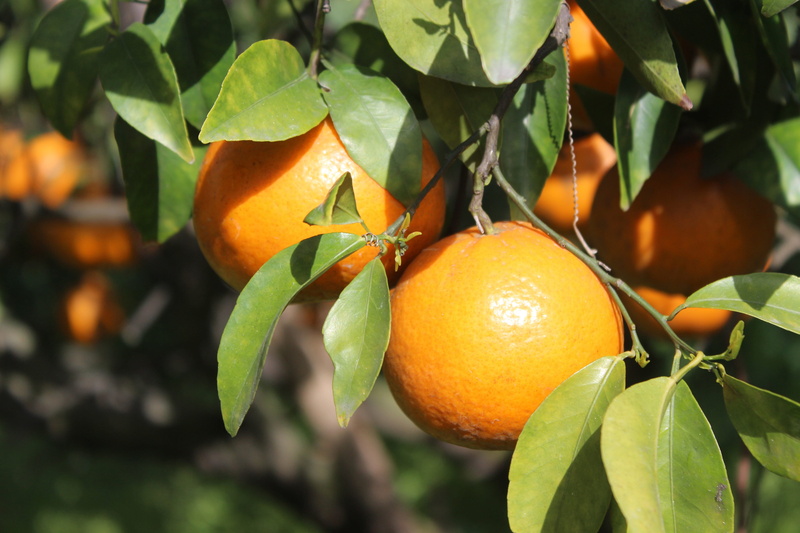natural, tree, juice, nature, orange tree, wellbeing, yellow, patiala, colorful, plant, focus on foreground, plant part, ripe, orange color, leaf, fruit