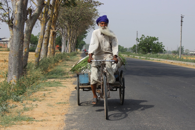 riding, real people, agriculture, old, green, india, one person, leisure activity, outdoors, 5K, road, man, nature, rear view, adult, bicycle, greenery