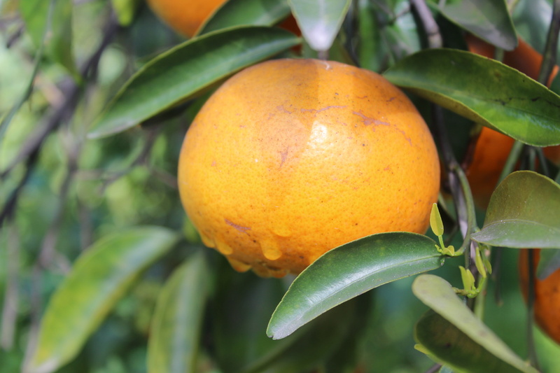 garden, close-up, growth, wellbeing, orange, citrus fruit, day, food, yellow, juice, ripe, food and drink, focus on foreground, plant, nature, tree, fruit tree