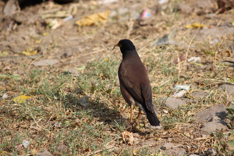 5K, land, animal wildlife, grass, patiala, one animal, Punjab, outdoors, animal themes, focus on foreground, full length, pigeon, no people, animals in the wild