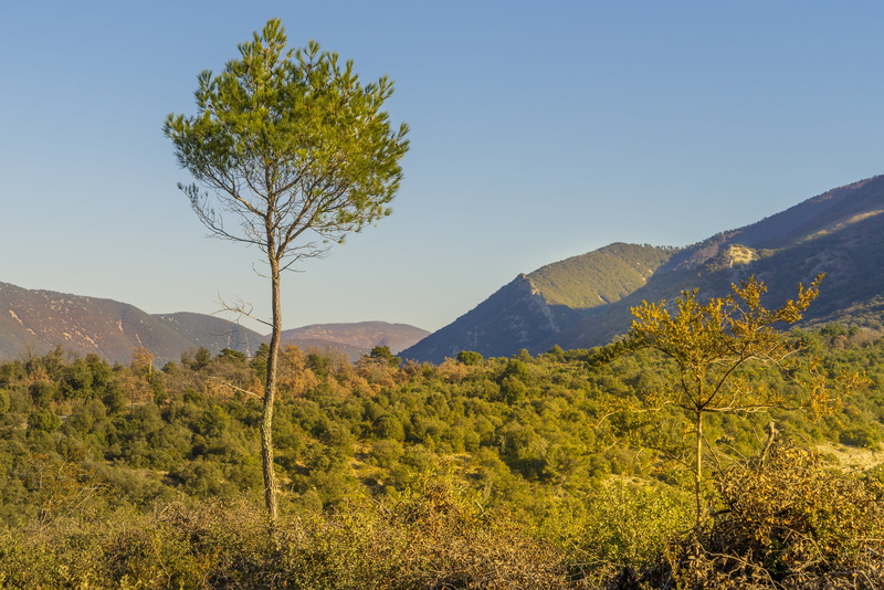 nature, tree, semi-arid, scenics - nature, growth, lights, environment, day, tranquility, landscape, color, scenics, sky, mountains, outdoors, aleppo pine