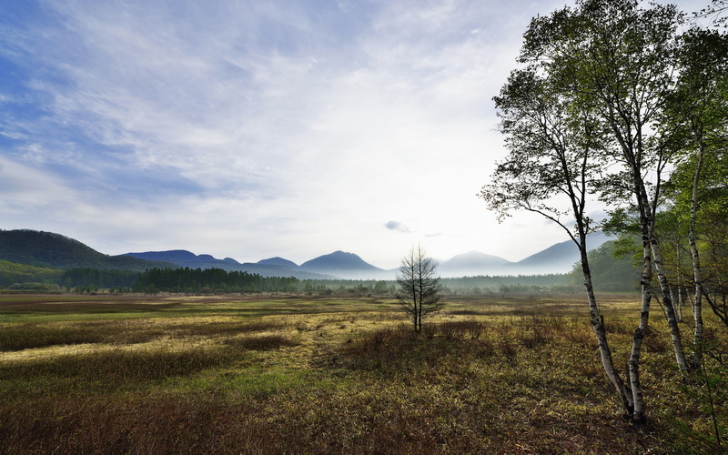 Morning, 1080P, Mist, Valley, Mountain, Birch, Trees