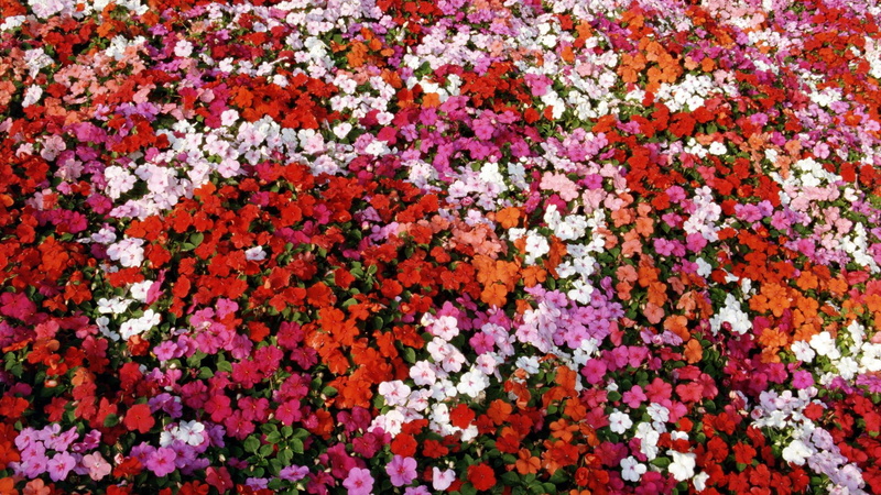 1080P, impatiens, shade, flowers, bed