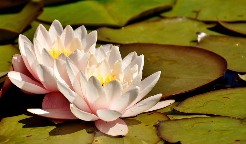 bloom, growth, pink, flower Head, white, no people, plant, pollen, water lilies, lake, floating, body, leaves, nature, flower, fragility, petal, water