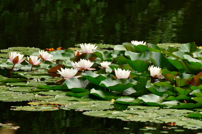 freshness, plant part, pond plant, lily, flower Head, lily pond, no people, summer, bloom, vulnerability, pond, blossom, springtime, pink, flowers, water lilies