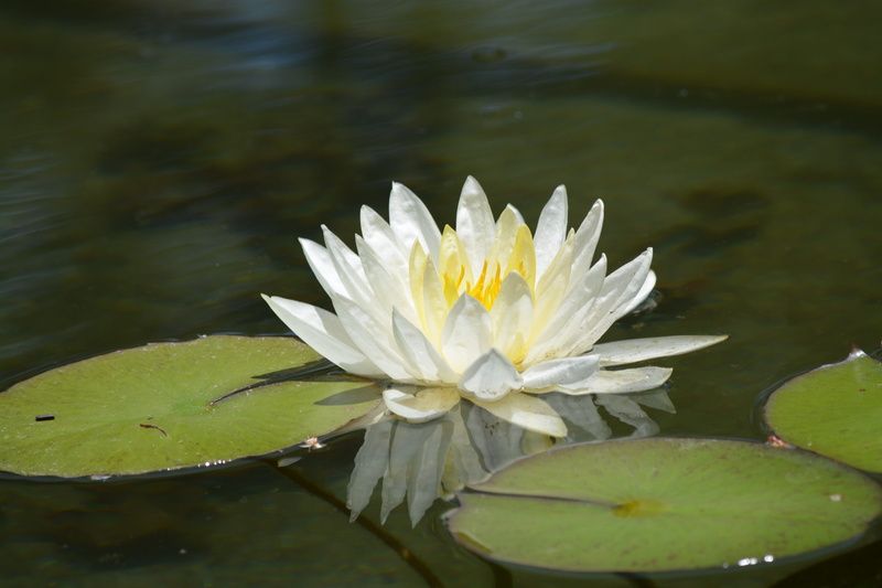 lily, Flower, Lily, zen, floral, floating on water, Lotus, leaf, bloom, plant, purity, pond, vulnerability, water lily, lake, plant part, serenity, floating