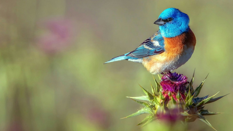 close-up, purple, vertebrate, animal themes, fauna, 1080P, animal, beauty in nature, flowering plant, multi colored, selective focus, focus on foreground
