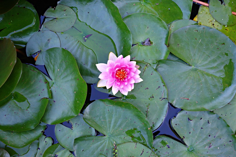 pond, flowering plant, lily, pollen, water, beauty in nature, plant part, summer, water lily, green color, close-up, fragility, freshness, pink color, flower