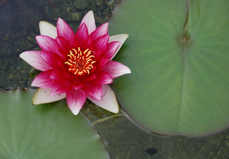 flowering plant, beauty in nature, nuphar lutea, water rose, lake rose, growth, bioteich, inflorescence, flower head, garden, nature, 1080P, no people