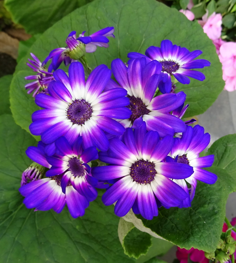 india, Purple, fragility, close-up, no people, leaf, bunch of flowers, vulnerability, beauty in nature, pollen, 1080P, petal, high angle view, inflorescence