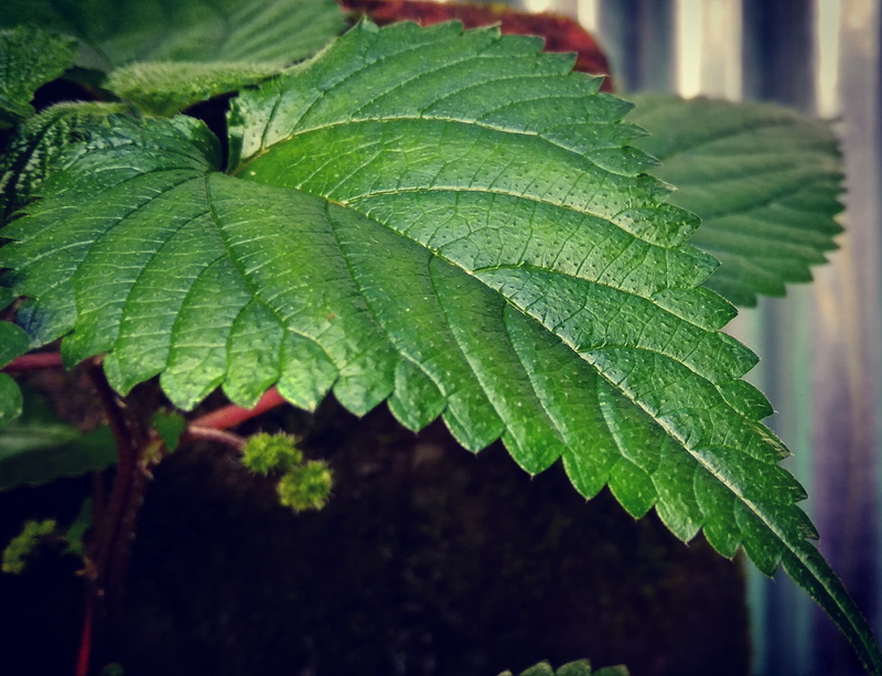 beauty in nature, kolkata, fashion, natural pattern, leaves, men, new, tree, vulnerability, love, india, life, usa, 2K, wet, plant, green color, nature