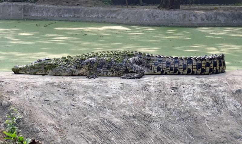 vertebrate, outdoors, sign, resting, one animal, animal, india, carnivore, kolkata, river, alligator, animals hunting, day, aquatic, Estuarine, water, nature