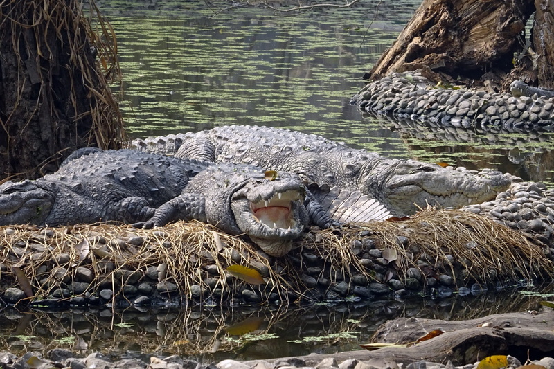 carnivore, vertebrate, reptile, animals in the wild, zoo, wood - material, animal, mammal, animal themes, animal wildlife, no people, rock, plant, india