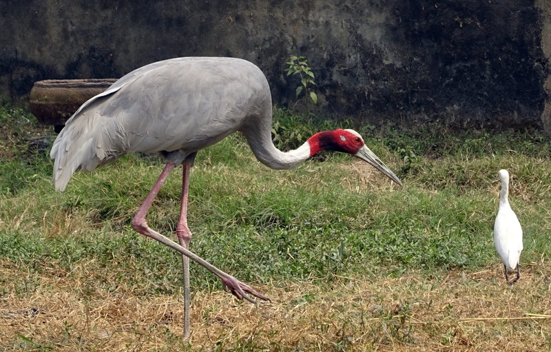 crane - bird, grus, animal, land, plant, animal themes, migrator, no people, grass, beak, animals in the wild, vertebrate, endangered, animal wildlife
