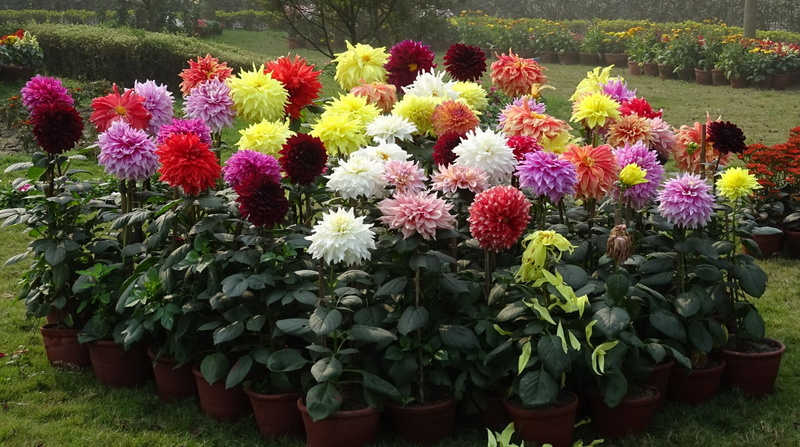 flowerbed, nature, fragility, kolkata, india, park, outdoors, blossom, dahlia, no people, 1080P, growth, flower arrangement, springtime, multi Colored