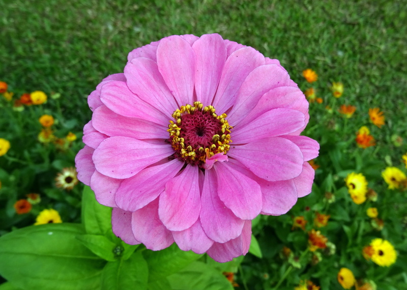 fragility, growth, focus on foreground, annual, india, pollen, day, beauty in nature, vulnerability, 2K, Flower, no people, flower, petal, blossom, Zinnia
