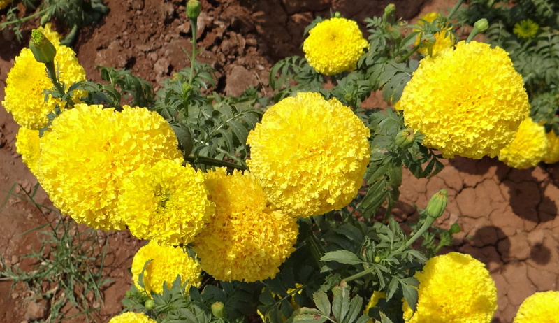 garden, gondephool, bloom, freshness, no people, genda, india, nature, marigold, high angle view, kolkata, vulnerability, flower, flowering plant, petal
