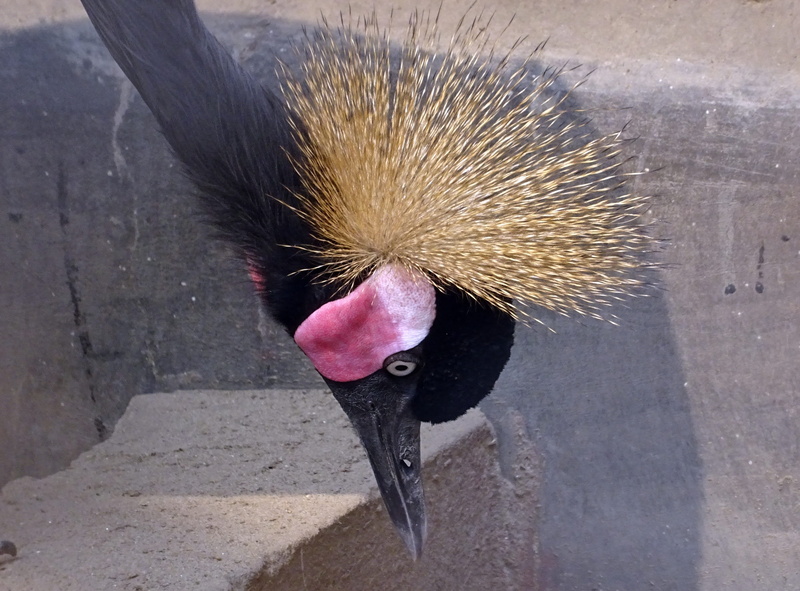 mammal, crane, kolkata, bird, 2K, hedgehog, hair, india, outdoors, zoo, animal wildlife, day, black crowned crane, wildlife, balearica pavonina, animals in the wild
