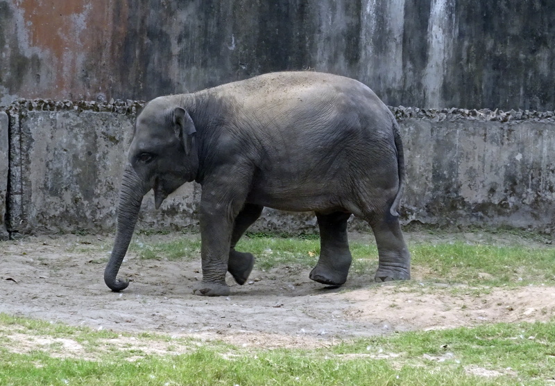 asian, trunk, outdoors, wildlife, strength, herbivorous, full length, elephant, animal trunk, indian, vertebrate, wild, animals in captivity, nature, 1080P