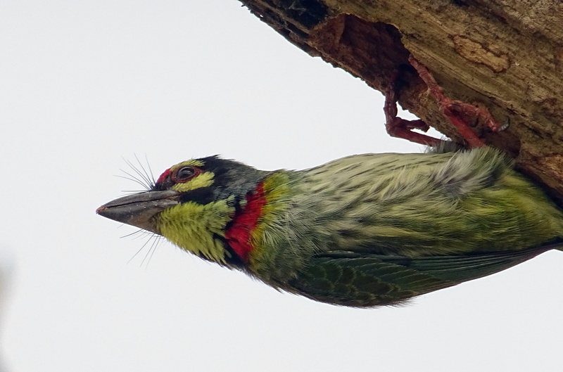 perching, fauna, beak, avian, Coppersmith Barbet, kolkata, one animal, animal, animal themes, plant, animal body part, megalaima haemacephala, crimson-breasted barbet