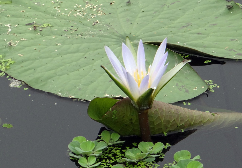 blue lily, lotus water lily, water lily, kolkata, plant part, india, freshness, floating on water, flower head, aquatic, bloom, leaf, lake, vulnerability
