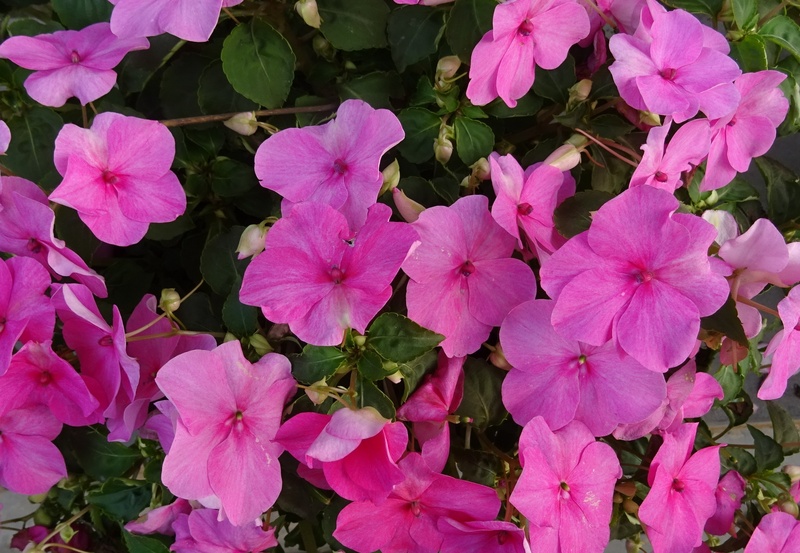 balsam, beauty in nature, springtime, busy lizzie, purple, inflorescence, kolkata, outdoors, bunch of flowers, pollen, blossom, flora, no people, day, plant part