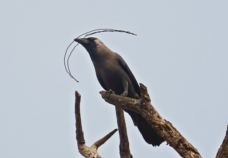 sky, crow, fauna, perching, low angle view, no people, animal, animal wildlife, aves, india, corvus splendens, tree, outdoors, plant, clear sky, animal body part