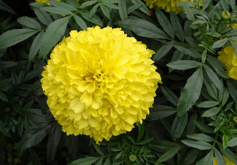 gondephool, green color, genda, outdoors, inflorescence, marigold, bloom, no people, nature, plant part, plant, growth, blossom, jhenduphool, flower, india