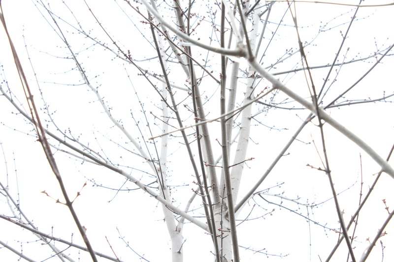 white, bare tree, clear sky, day, outdoors, tranquility, scenics - nature, cold temperature, branches, tranquil scene, monotone, tree, low angle view, branch