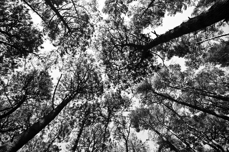 tranquility, high contrast, full frame, nature, wood, silhouette, outline, forest, brownsea island, beauty in nature, background, branch, sky, plant, 4K