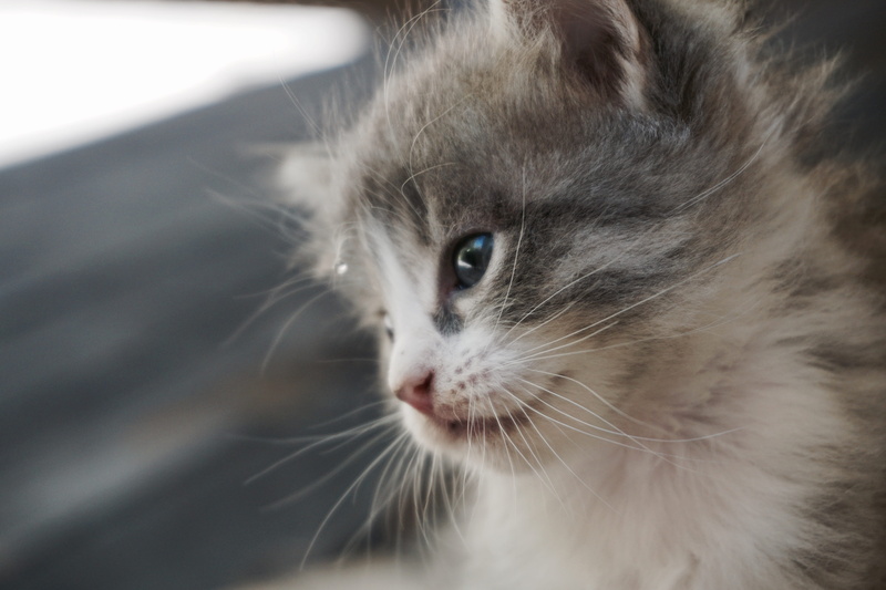 5K, domestic animals, animal themes, animal eye, pets, cat, animal, domestic, indoors, monotone, gray, kitten, vertebrate, close-up, looking away, kitty